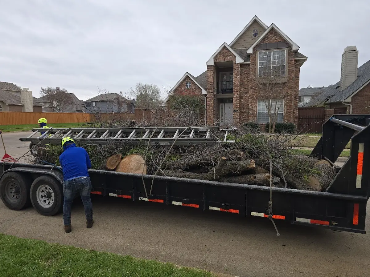 Expert Tree Pest Control with proper safety equipment in Donie